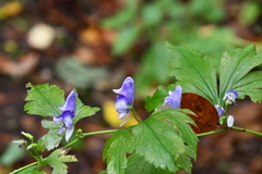 Aconitum axilliflorum