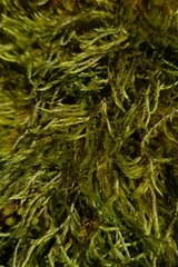 Hypnum resupinatum
