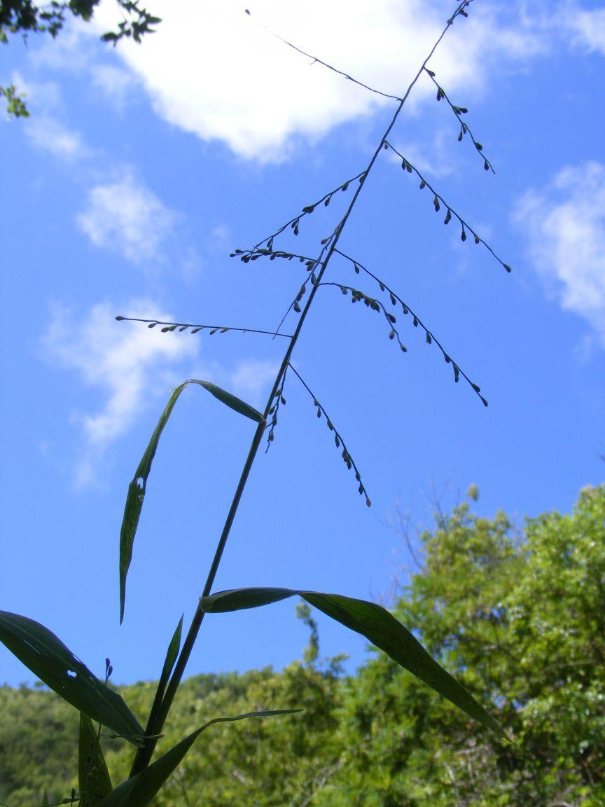 (c) Andrew Deacon, aucun droit réservé (CC0) https://www.inaturalist.org/observations/11313897