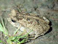 Rhinella marina
