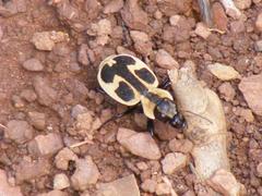 Graphipterus distinctus