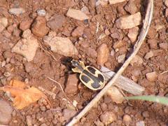 Graphipterus distinctus