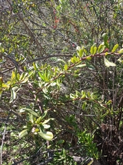 Escallonia illinita