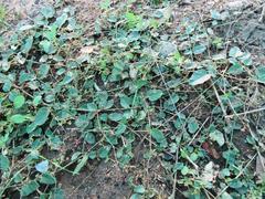 Boerhavia diffusa diffusa