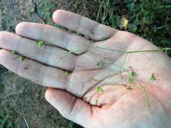 Boerhavia diffusa diffusa
