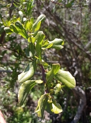 Escallonia illinita