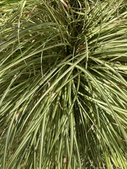Carex virgata