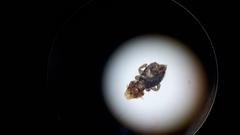 Philopterus