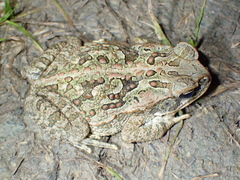 Rhinella marina