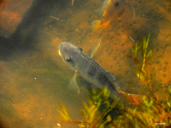 Gymnogeophagus balzanii