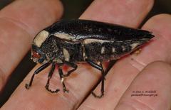 Sternocera orissa luctifera