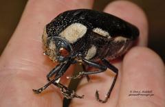 Sternocera orissa luctifera