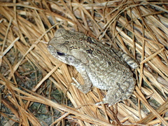 Rhinella marina