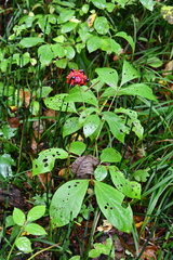 Paeonia obovata