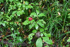 Paeonia obovata