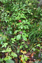 Paeonia obovata