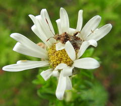 Stictopleurus scutellaris