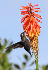 Lampornis amethystinus