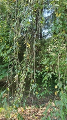 Prunus pendula