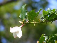 Hyperacanthus amoenus