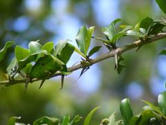 Hyperacanthus amoenus