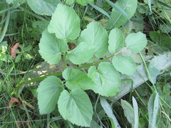 Ostericum palustre
