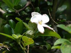 Hyperacanthus amoenus