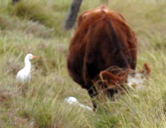 Bos indicus × taurus