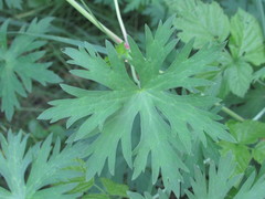 Geranium collinum