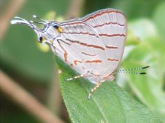 Hemiolaus caeculus caeculus