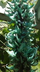 Strongylodon macrobotrys