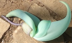 Strongylodon macrobotrys