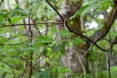 Aconitum sczukinii