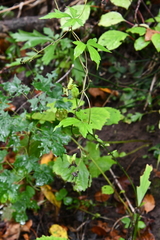 Aconitum sczukinii