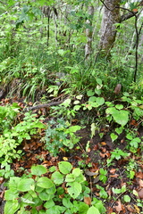 Aconitum sczukinii