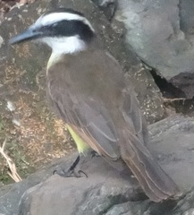 Pitangus sulphuratus