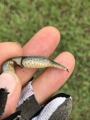 Fallicambarus houstonensis
