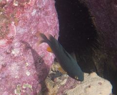 Plectroglyphidodon gascoynei