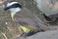 Pitangus sulphuratus