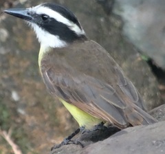 Pitangus sulphuratus