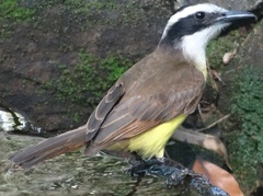 Pitangus sulphuratus