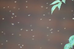 Insecta