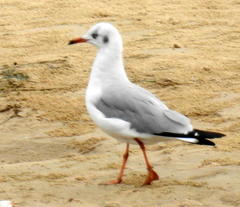 Chroicocephalus cirrocephalus poiocephalus