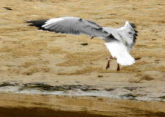 Chroicocephalus cirrocephalus poiocephalus