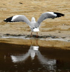 Chroicocephalus cirrocephalus poiocephalus