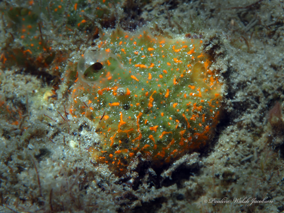 Mycale microsigmatosa