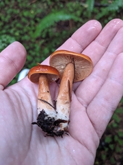 Lactarius substriatus