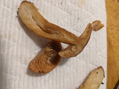 Lactarius substriatus