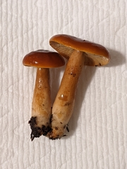 Lactarius substriatus