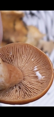 Lactarius substriatus